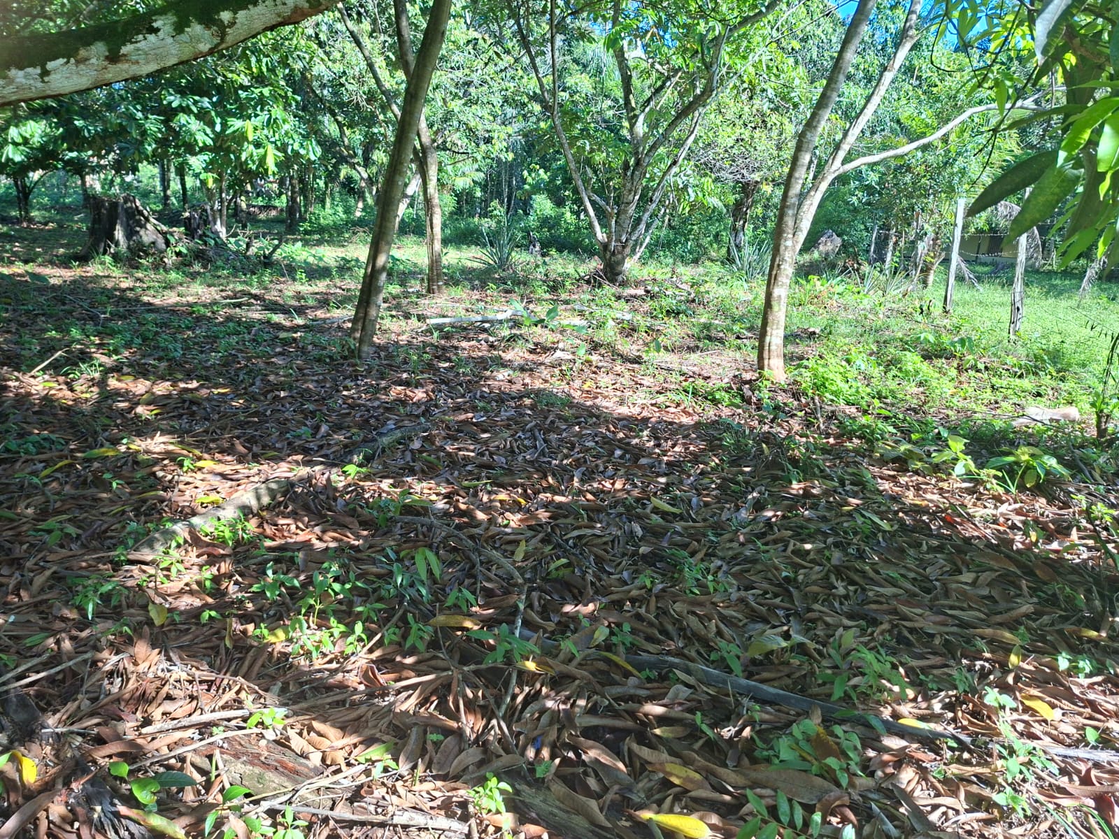 VENDO TERRENO MEDINDO 37 X 75 - BAIRRO FAZENDINHA - BARCARENA-PA.