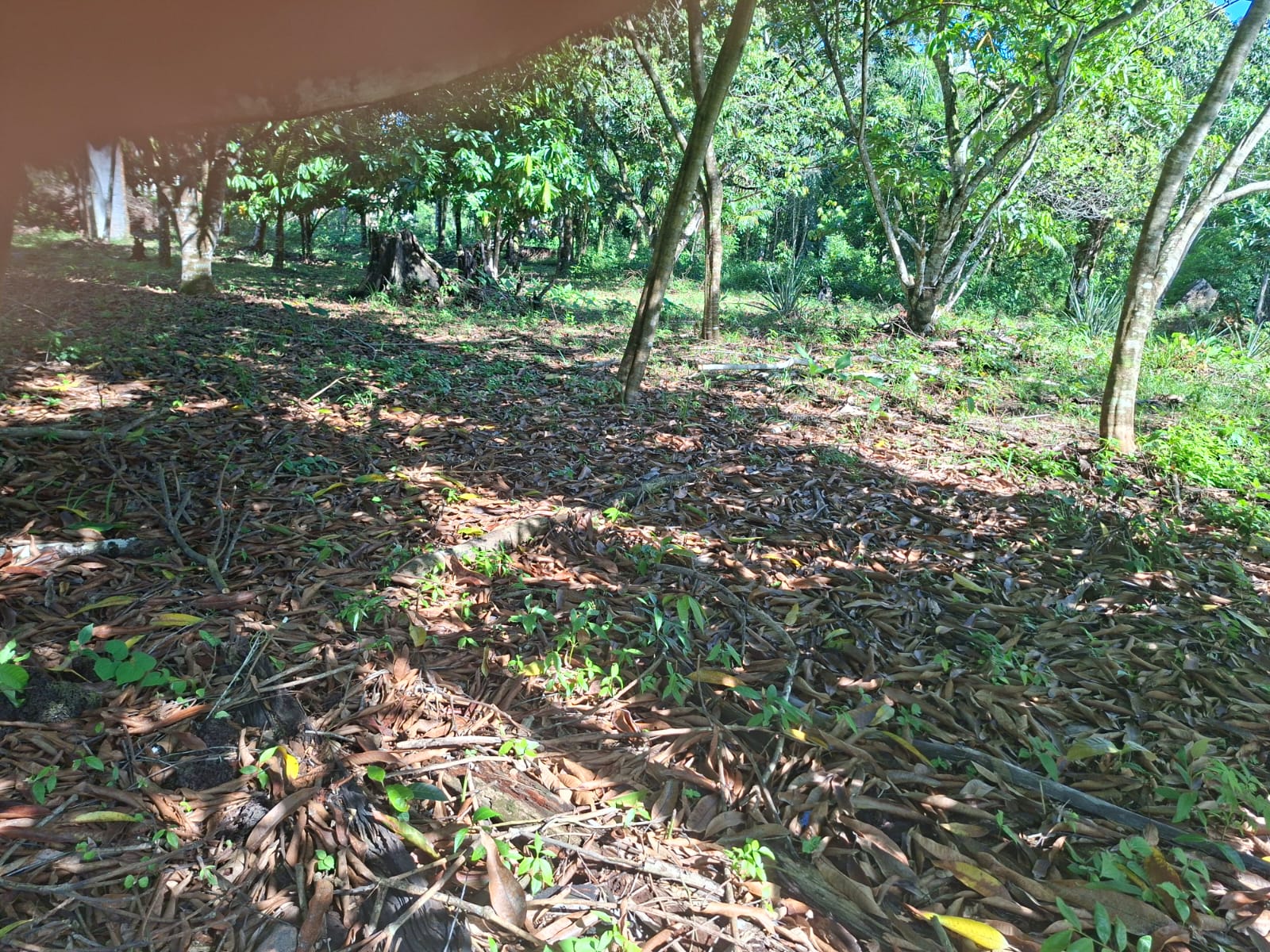 VENDO TERRENO MEDINDO 37 X 75 - BAIRRO FAZENDINHA - BARCARENA-PA.