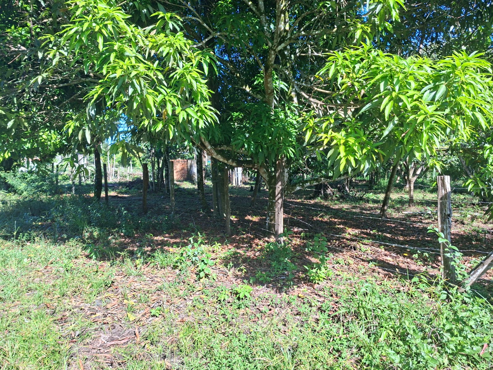 VENDO TERRENO MEDINDO 37 X 75 - BAIRRO FAZENDINHA - BARCARENA-PA.