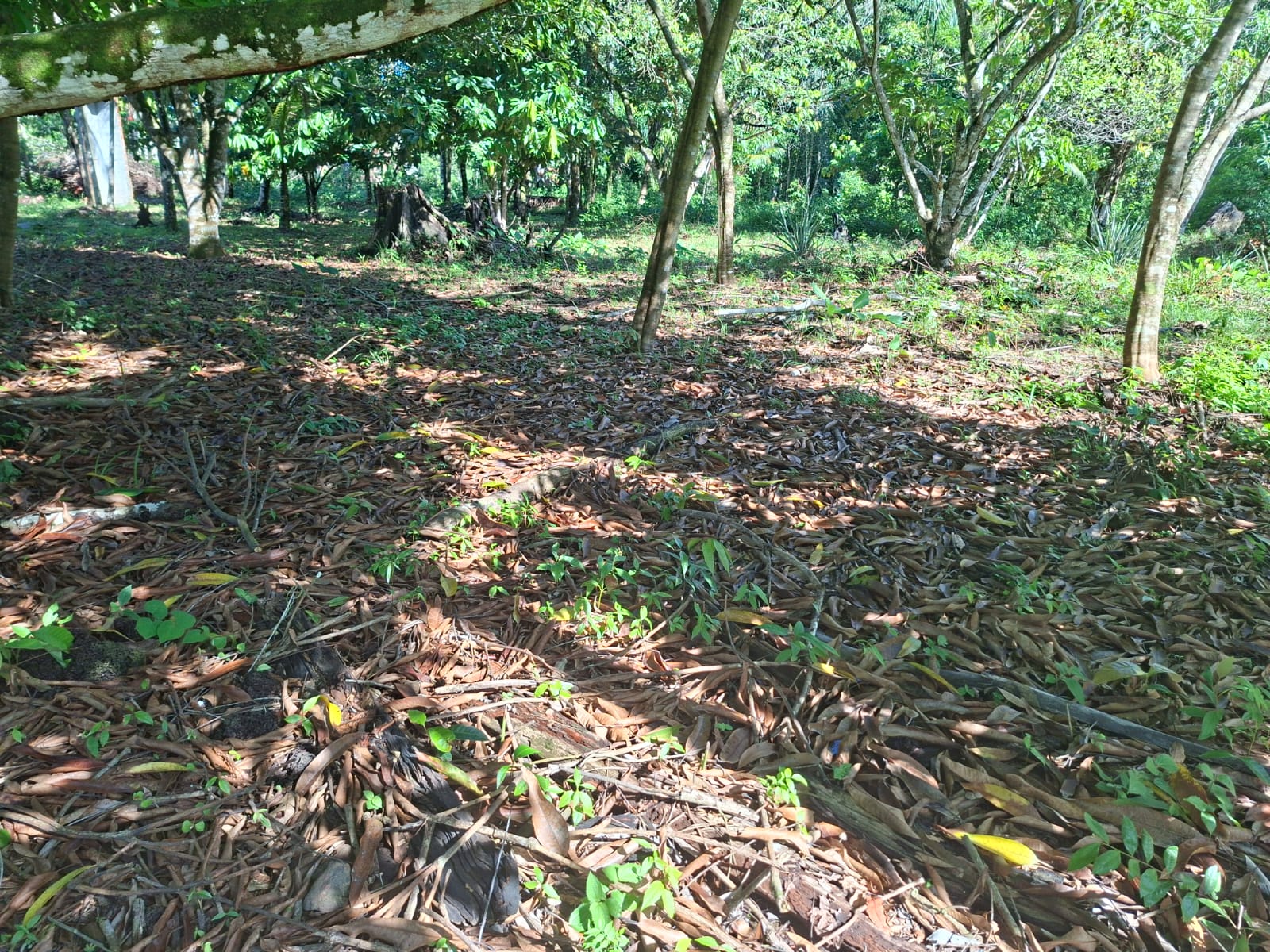 VENDO TERRENO MEDINDO 37 X 75 - BAIRRO FAZENDINHA - BARCARENA-PA.